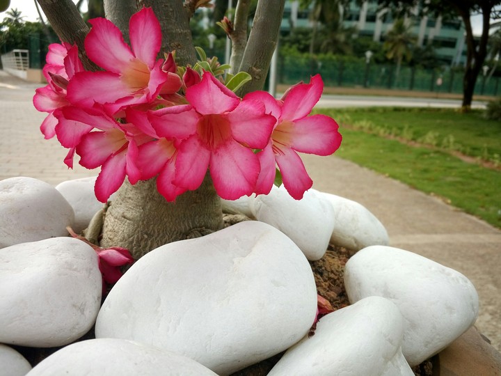 flowers