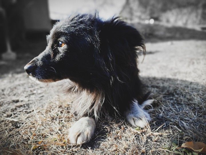 Мой пёсик ,my dog))