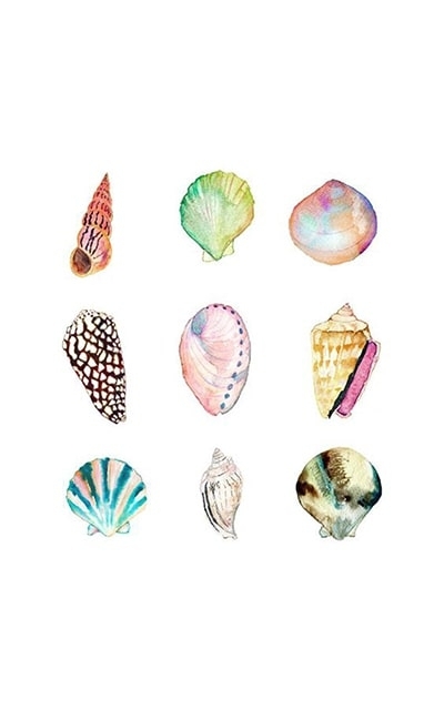 coquillages