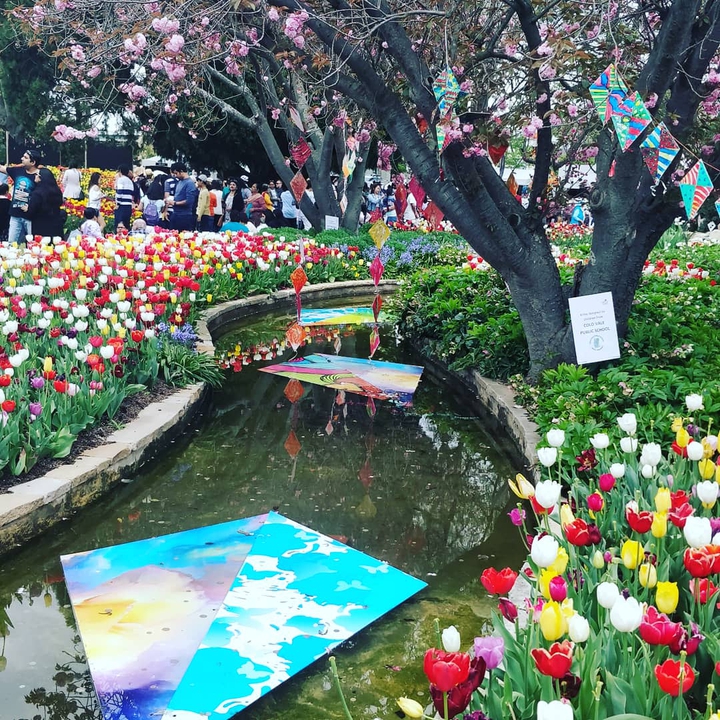 tulip garden