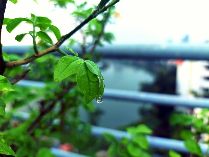 Rain kissed nature
