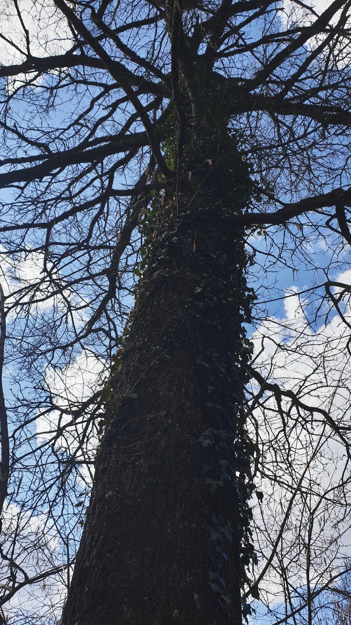 tree