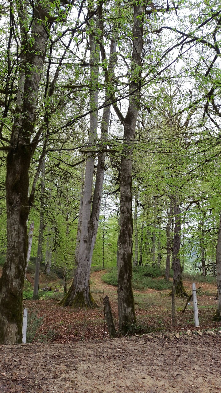 tree