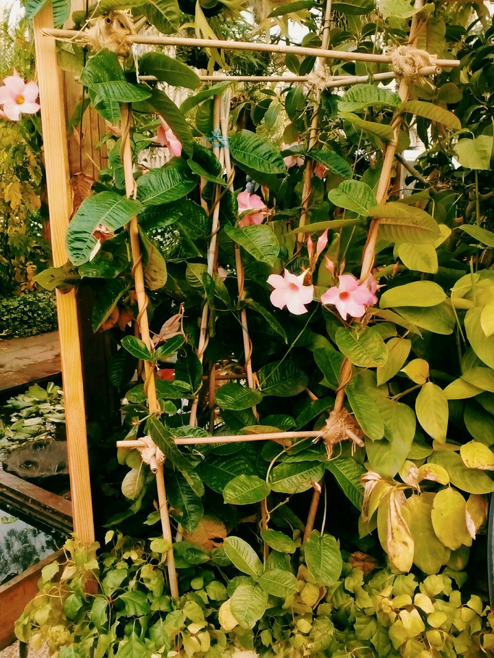 fleur en vrac