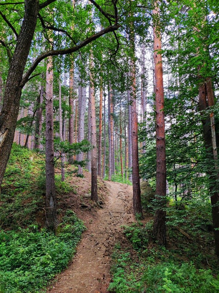 green forest