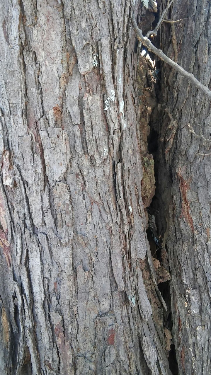 Natureza morta