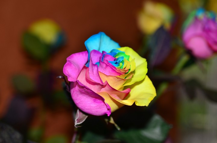 rosa