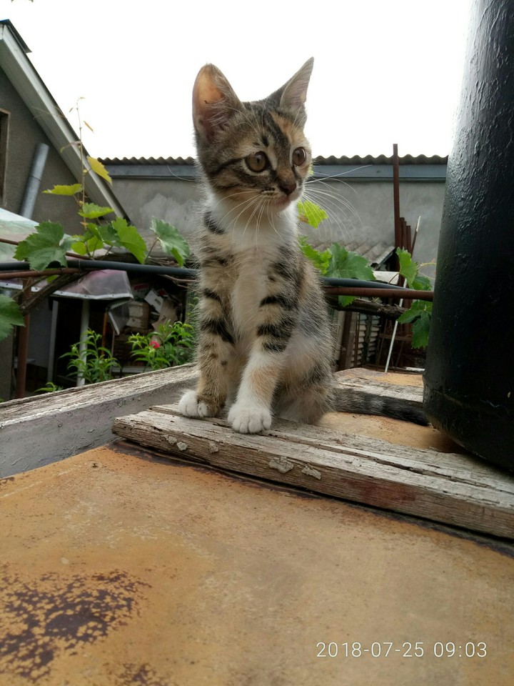 cat