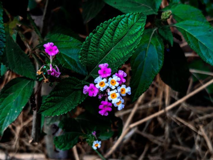 Shimmery Lantana