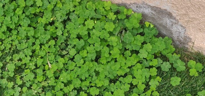 clovers