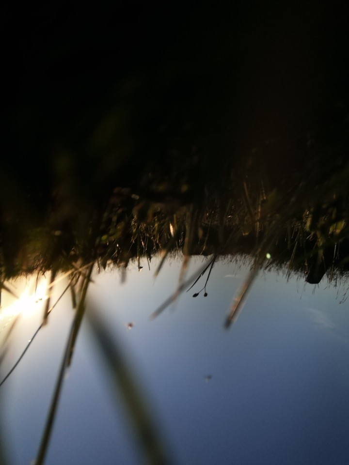 grass