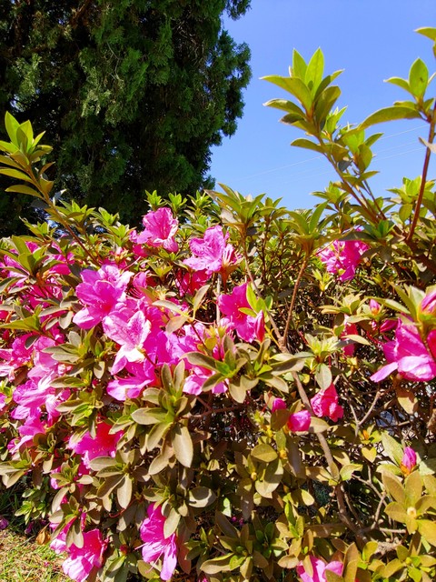 Violete Flowers