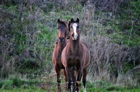 обои horse, mane