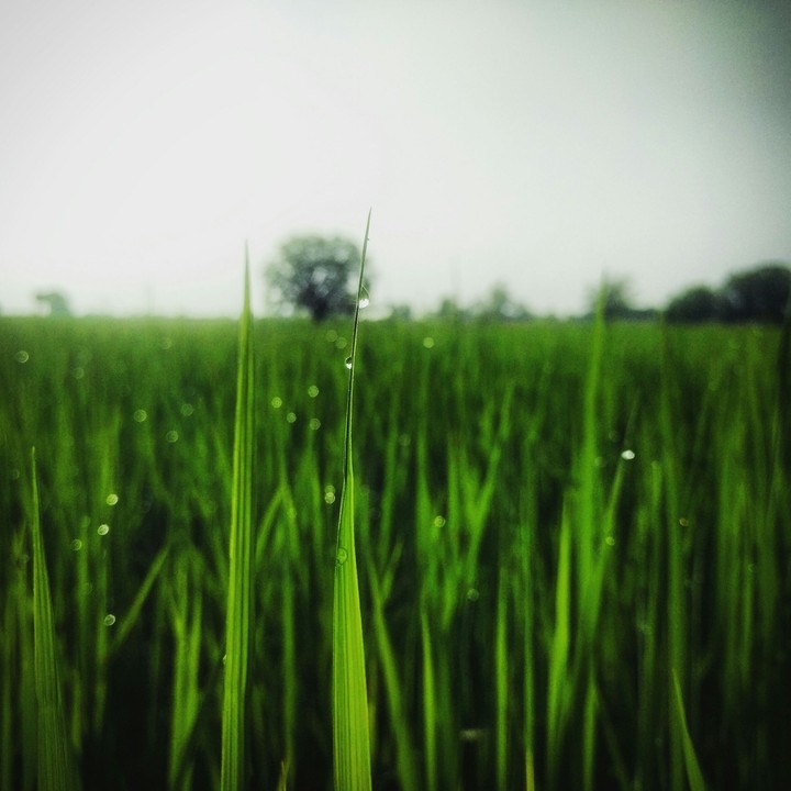 morning dew