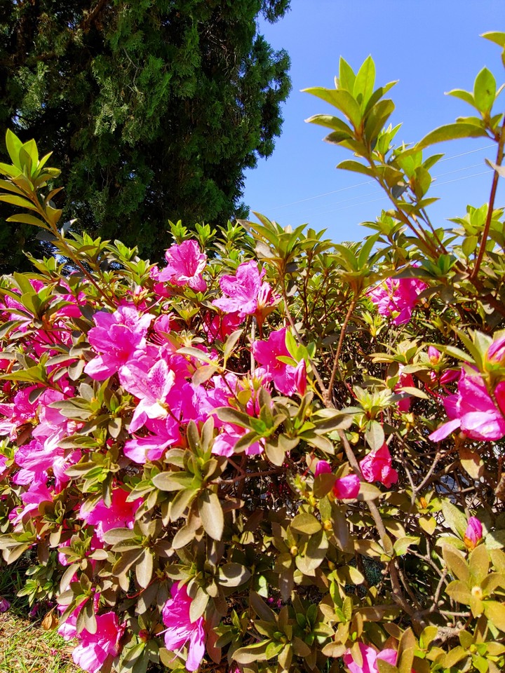 Violete Flowers