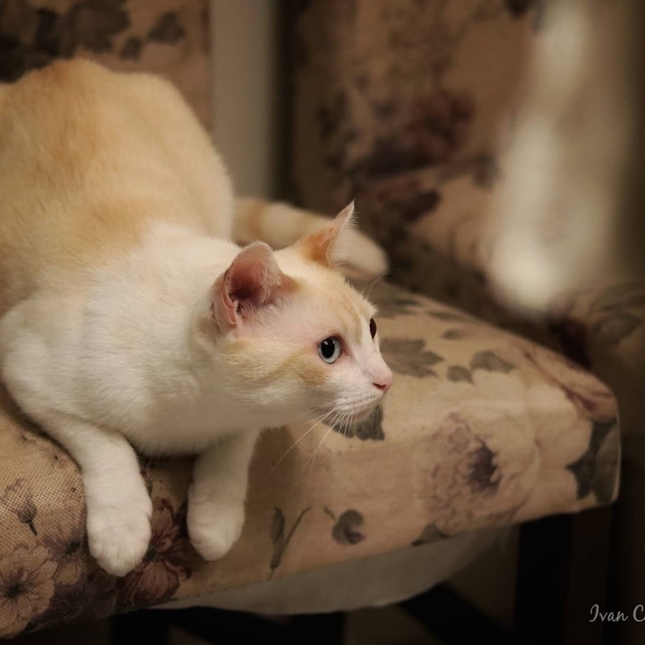 my white cat