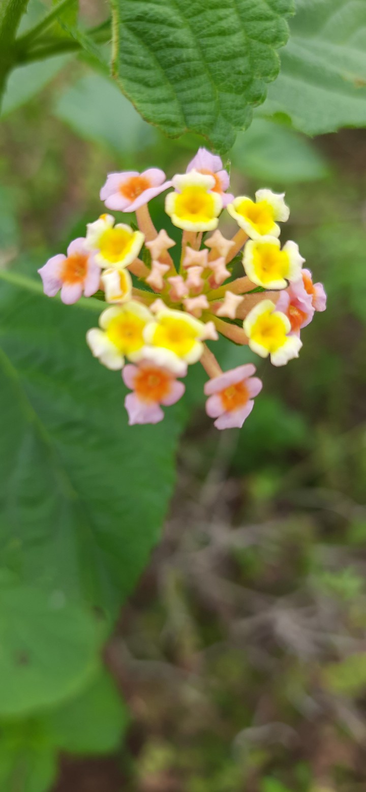 wild flowers
