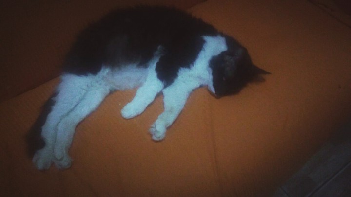 tacinho!