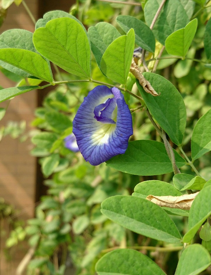 অপরাজিতা
