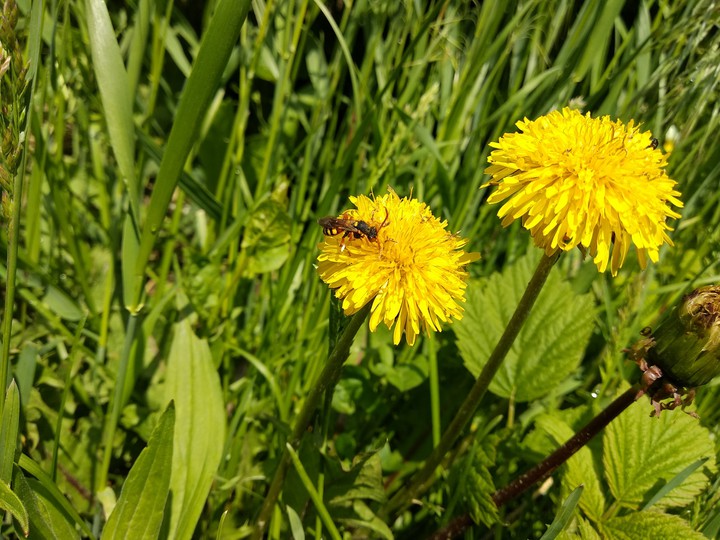another one dandelion