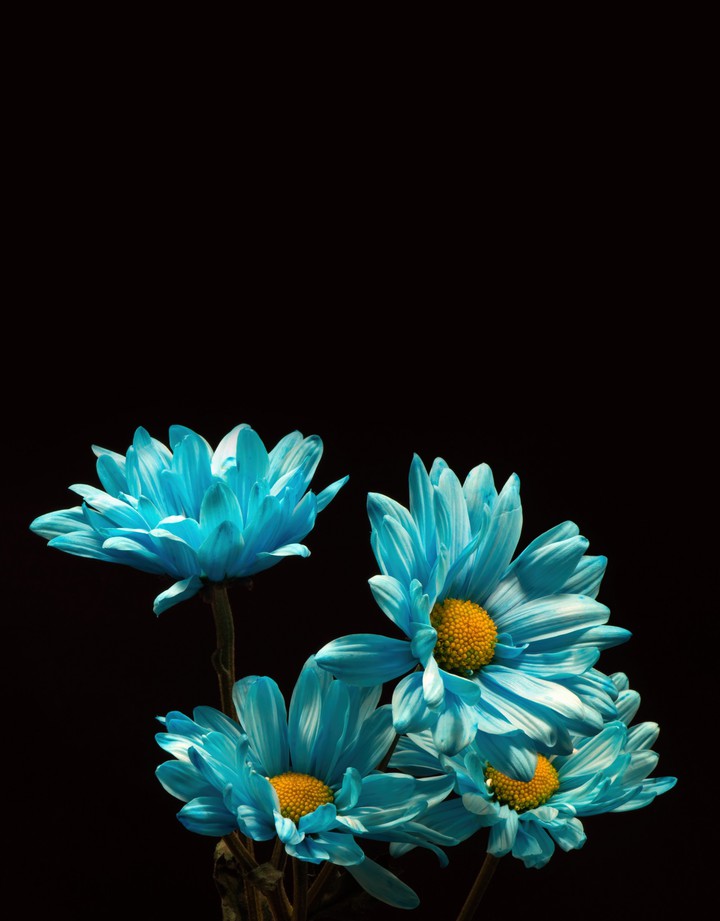 blue dahlia