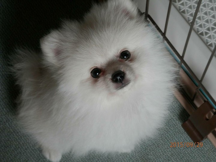 MYDOG