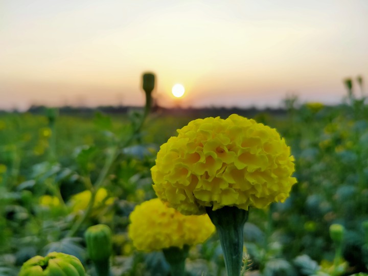 Yellow marigold