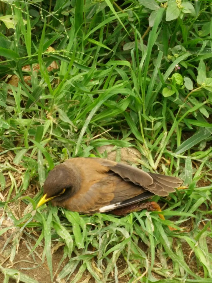 Silent Bird