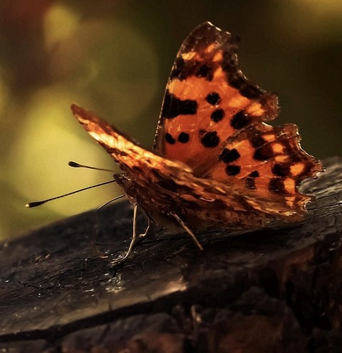 brown, wing桌布