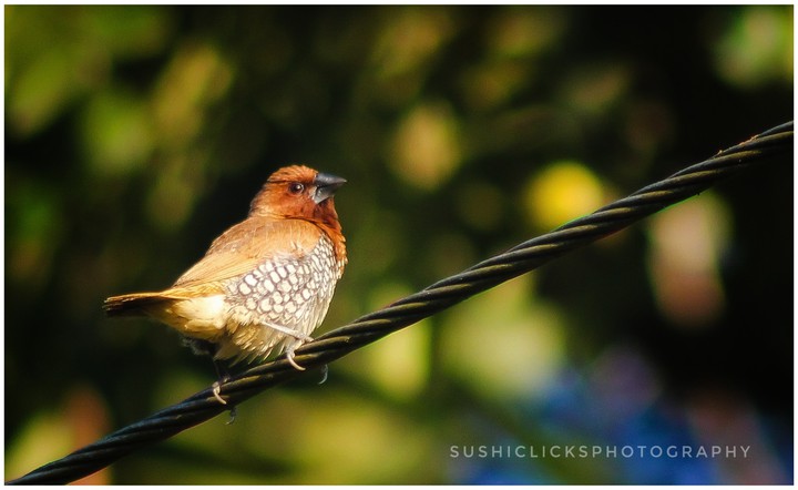 scaly breasted munia