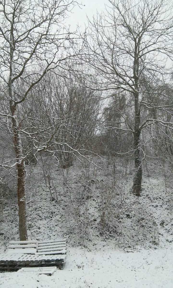 snow