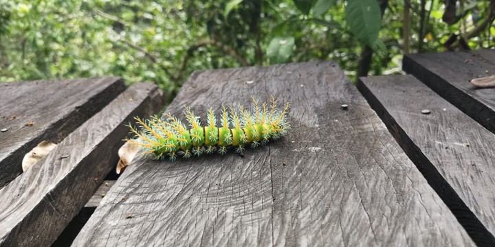 Amazonas Colombia