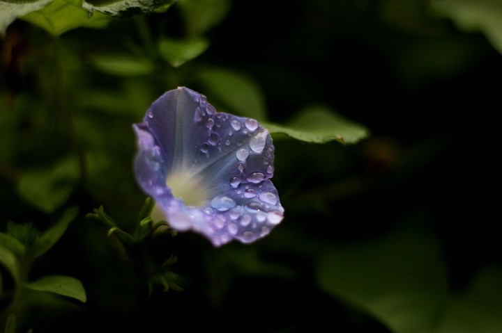 puple