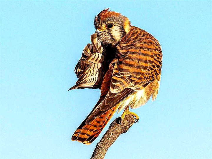 Animal