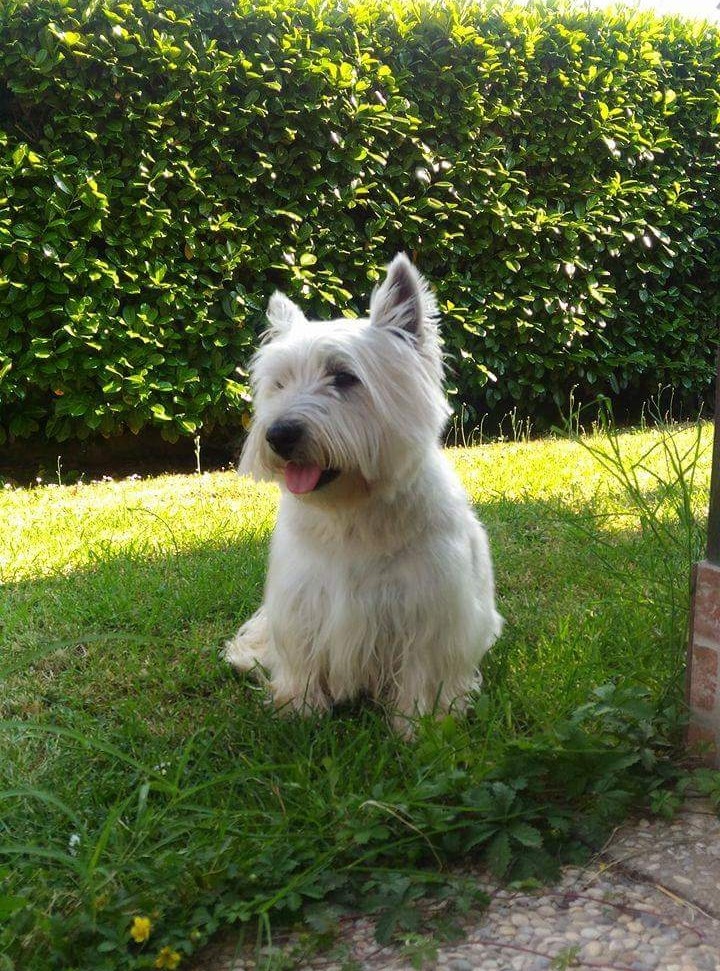 Westie
