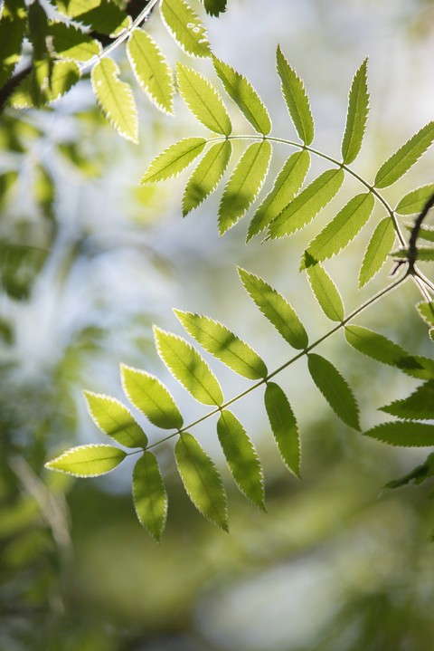fern, phyllanthaceae वॉलपेपर