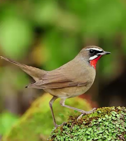 bird