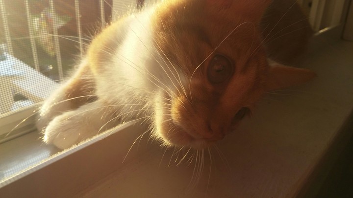 ginger cat