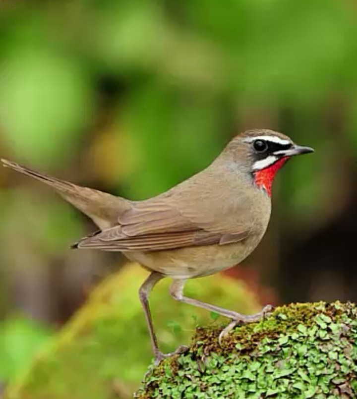 bird