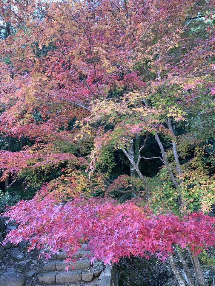 紅葉