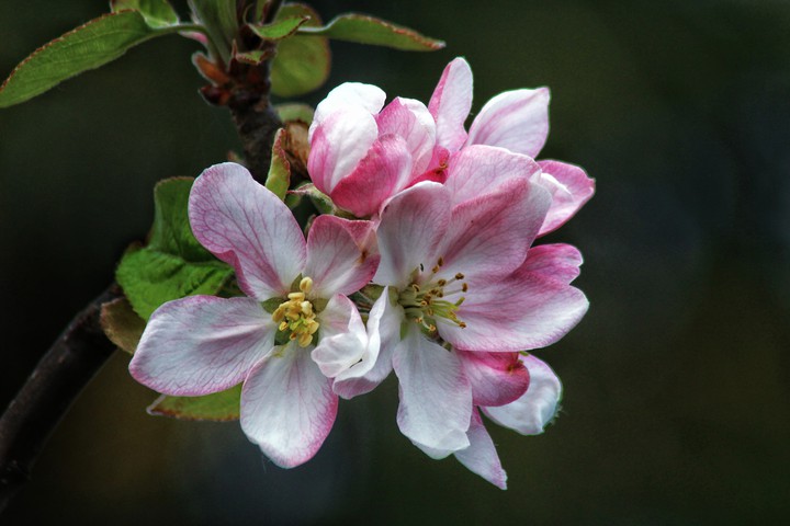 apple flowers
