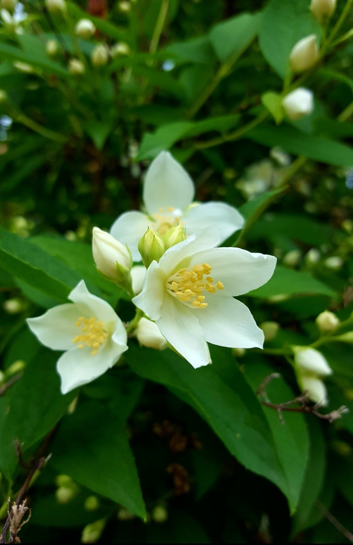 A perfumed pic 