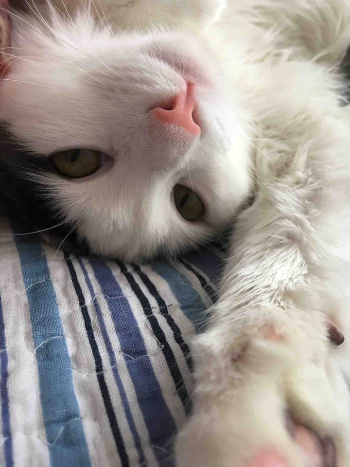 котейка ведёт репортаж))