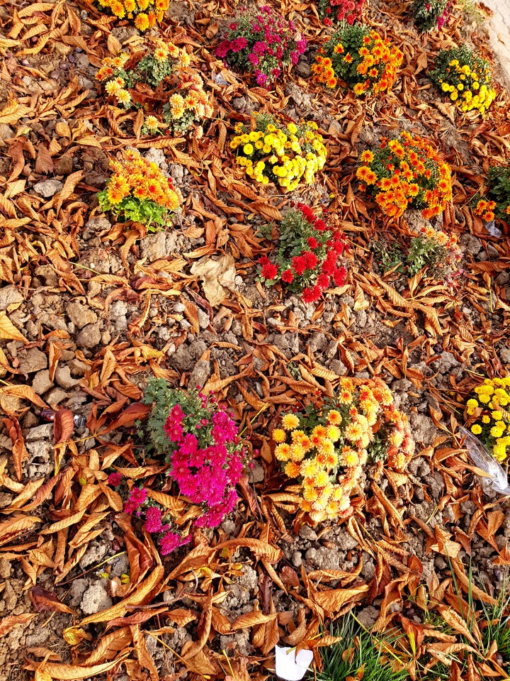 autumn