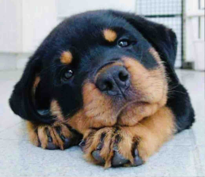 puppy ❤️