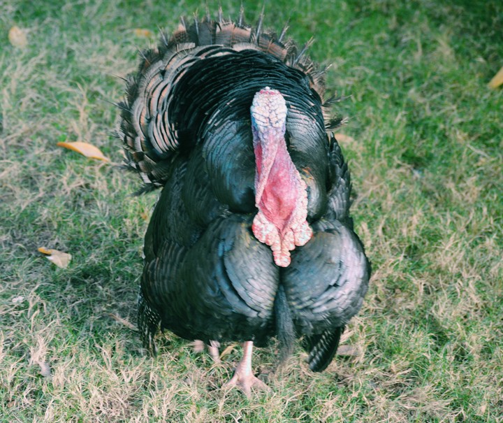 Turkey