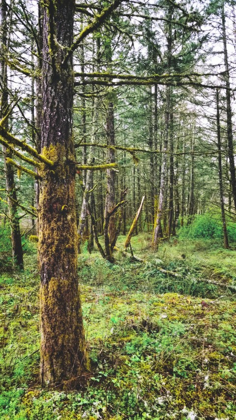 forest in my yard