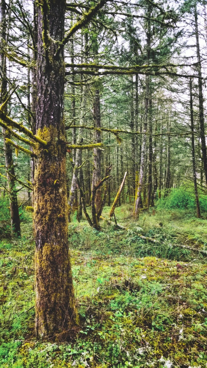 forest in my yard
