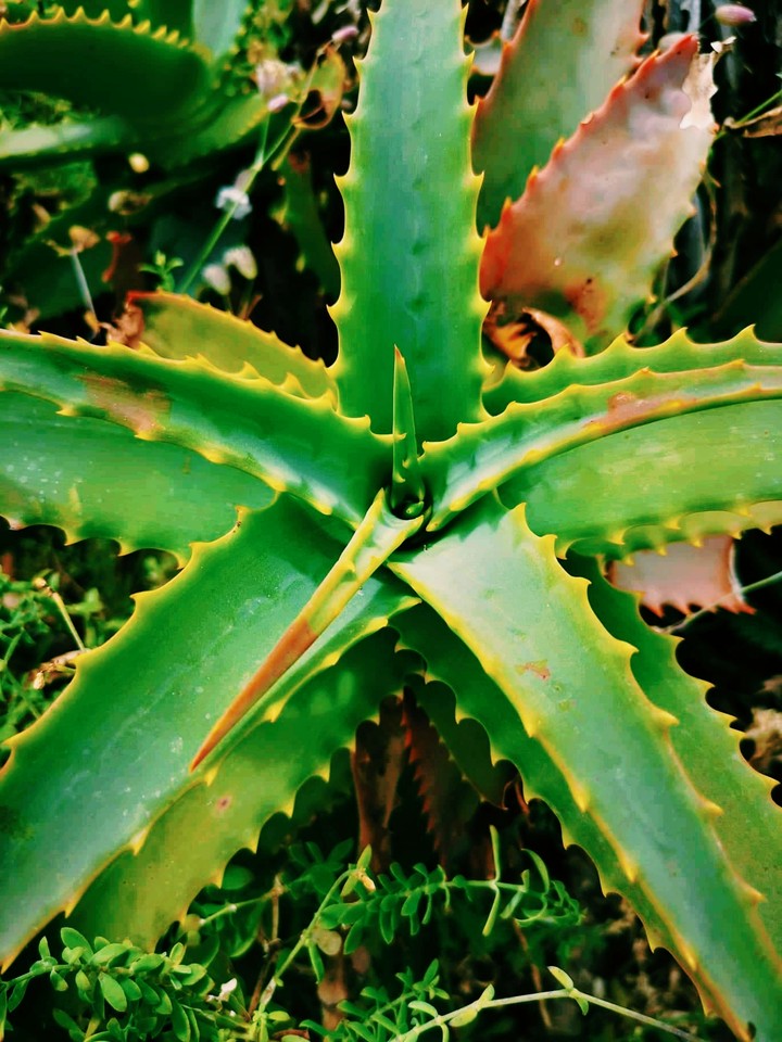 Aloe Vera