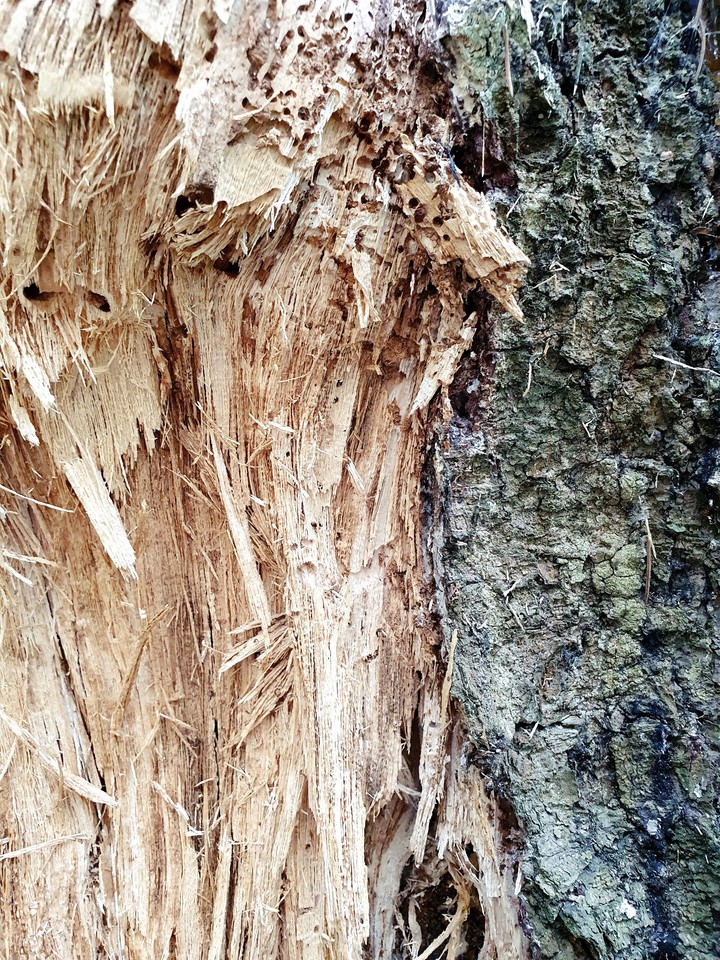 bark